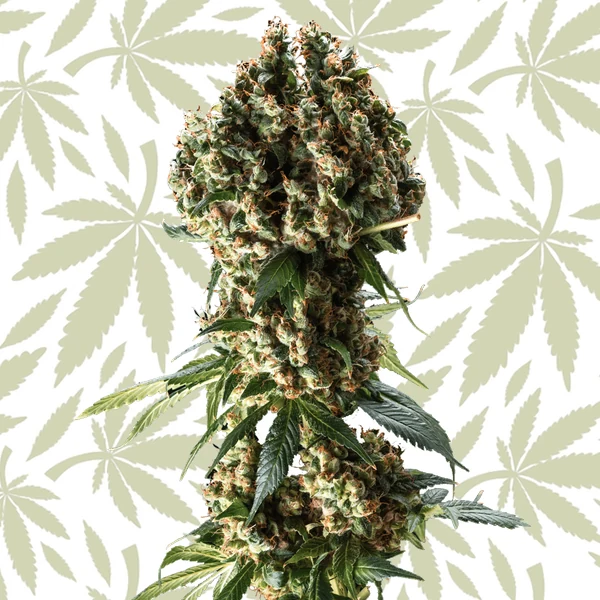 Granddaddy Purple cannabis strain plant