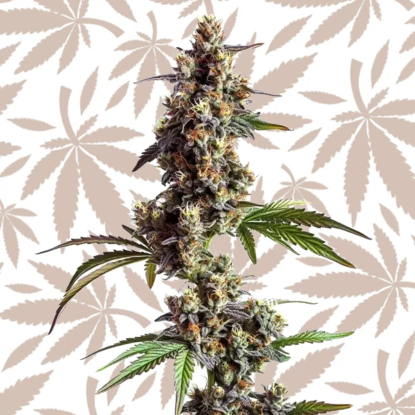 Grandaddy x Bruce Banner Regular cannabis strain plant