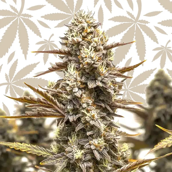 Granddady Gorilla Autoflower cannabis strain plant