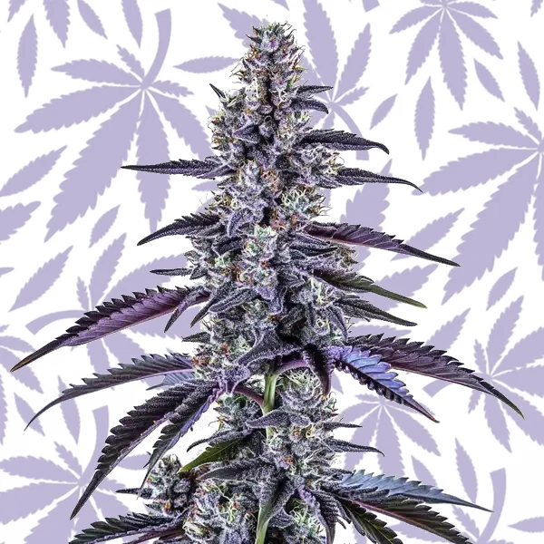 Grape Ape Autoflower cannabis strain plant