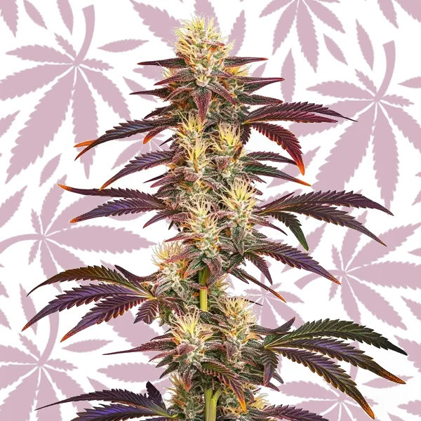 Grape Ape cannabis strain plant