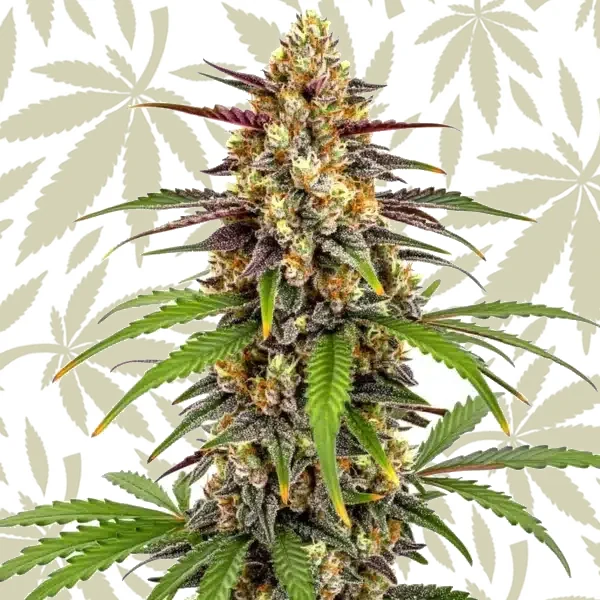 Grape Fruit Fast Version cannabis strain plant