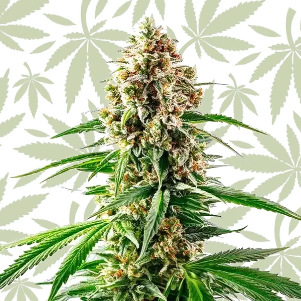 Grape Killer 99 cannabis strain plant