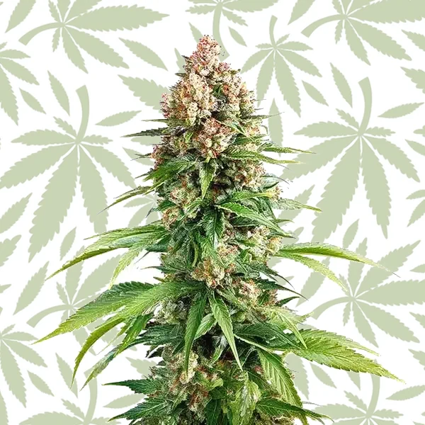 Grape Killer Fast Version cannabis strain plant