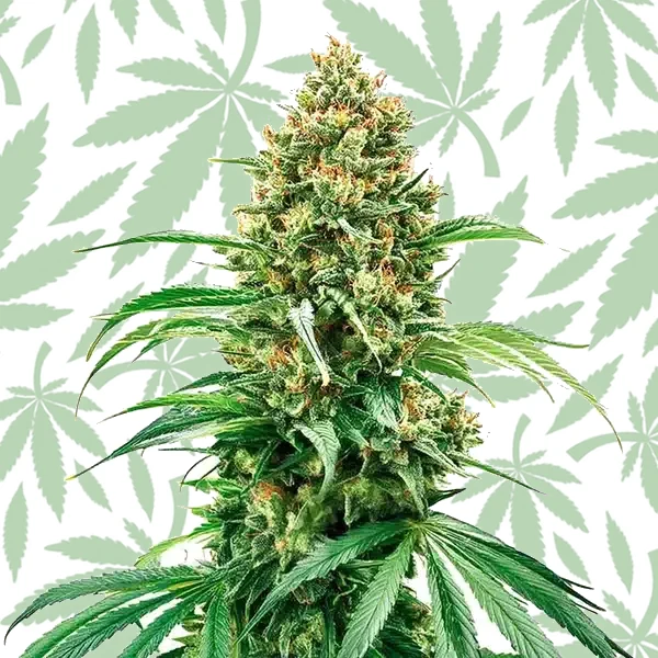 Grape Killer Haze Auto cannabis strain plant