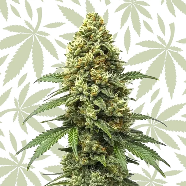 Grapefruit Auto cannabis strain plant