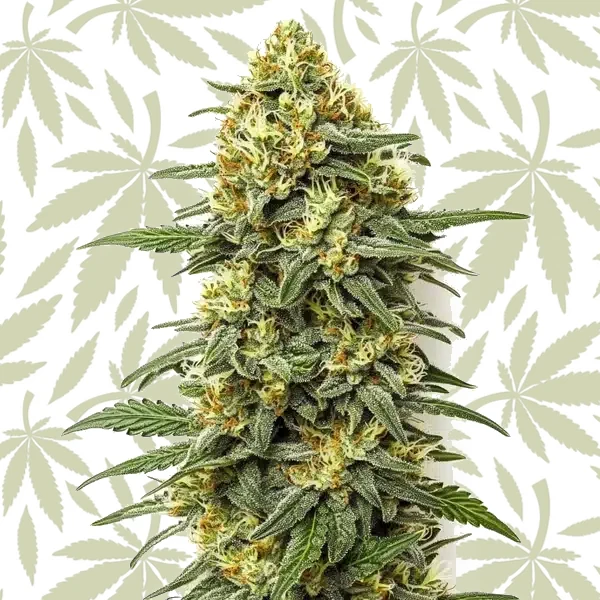 Grapefruit Regular cannabis strain plant
