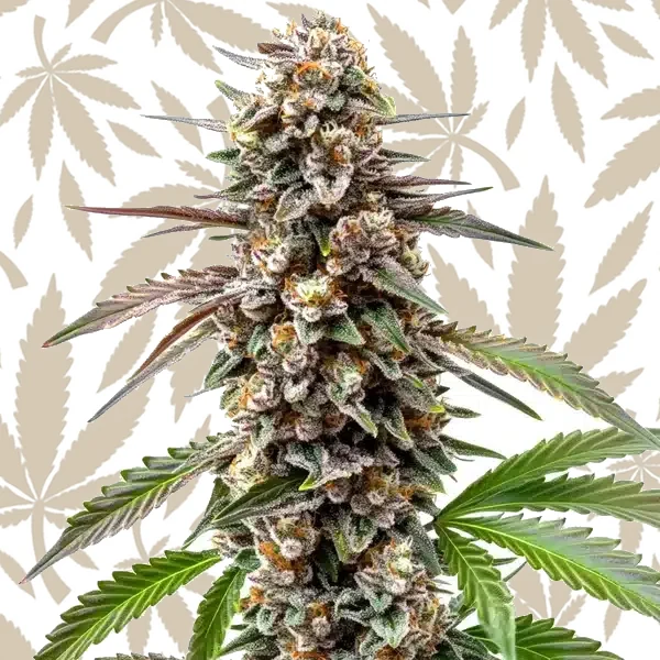 Grapefruit cannabis strain plant