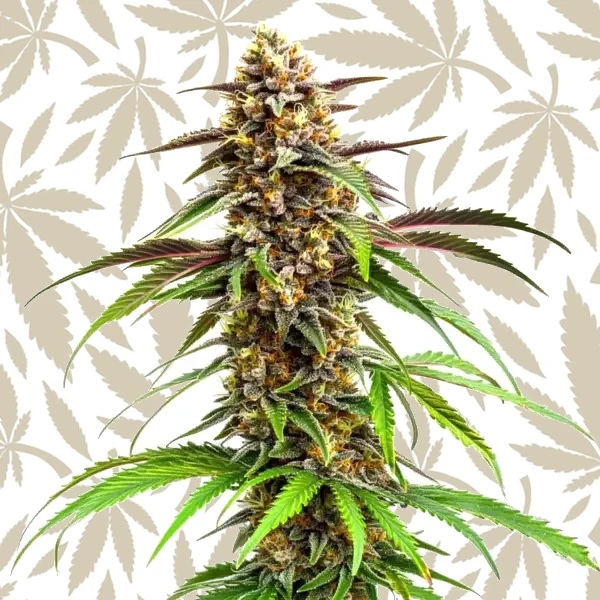 Grease Monkey cannabis strain plant