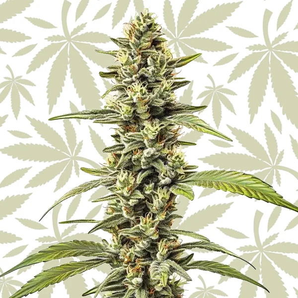 Great White Shark Regular cannabis strain plant