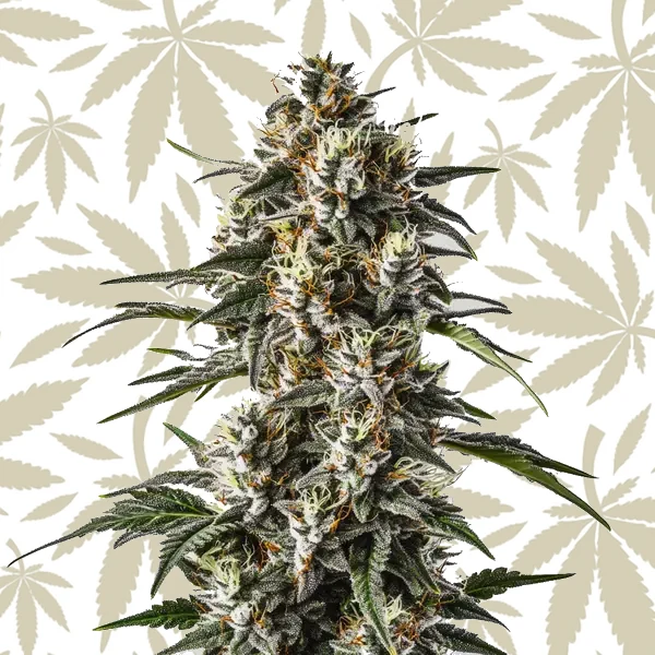 Great White Shark cannabis strain plant