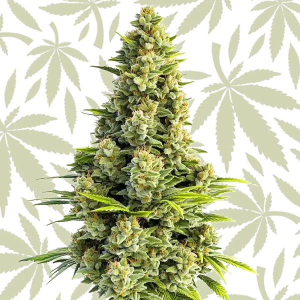 Great White Shark Autoflower cannabis strain plant
