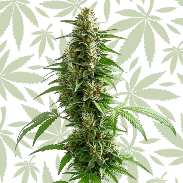 Green Crack Auto cannabis strain plant