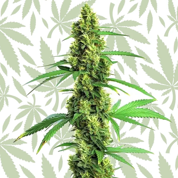 Green Crack Fast Version cannabis strain plant