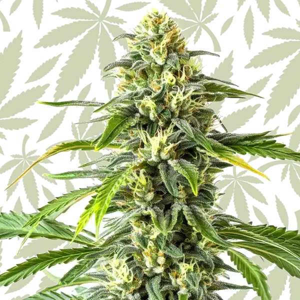 Green Crack x AK47 cannabis strain plant