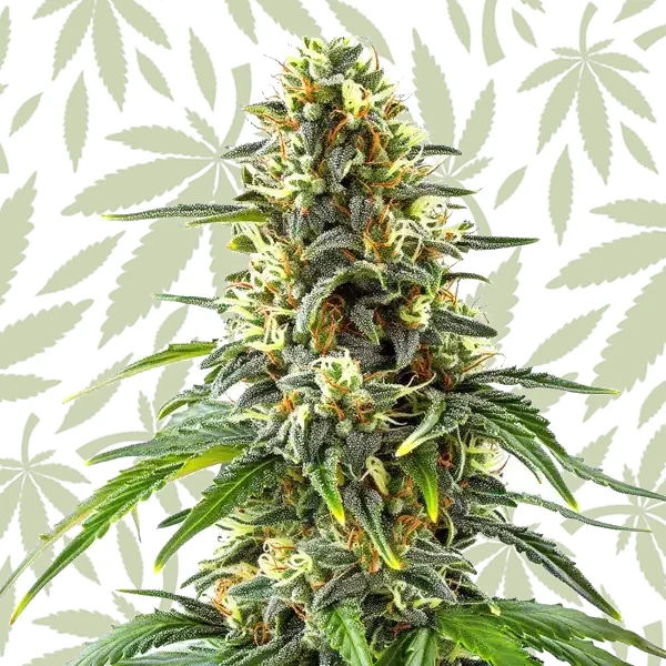 Green Crack x Amnesia Haze cannabis strain plant