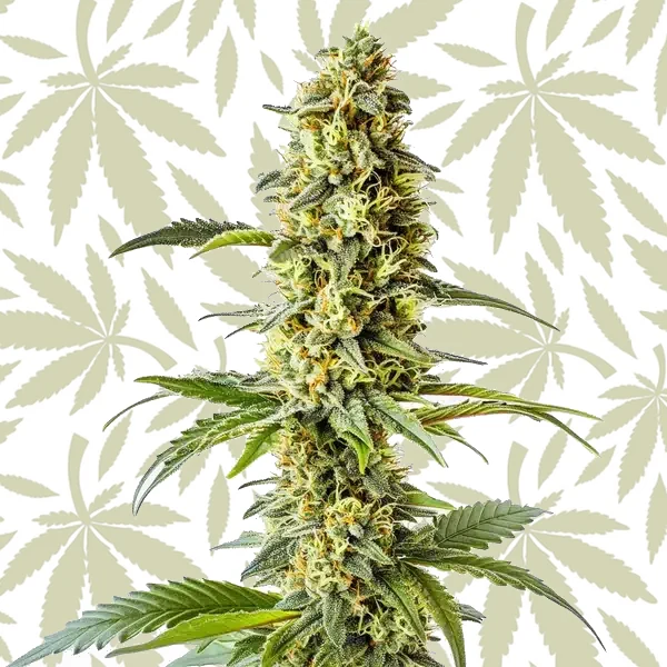 Green Crack x Core cannabis strain plant