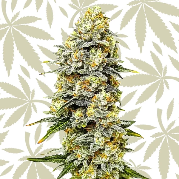 Green Crack x Do-Si-Dos cannabis strain plant
