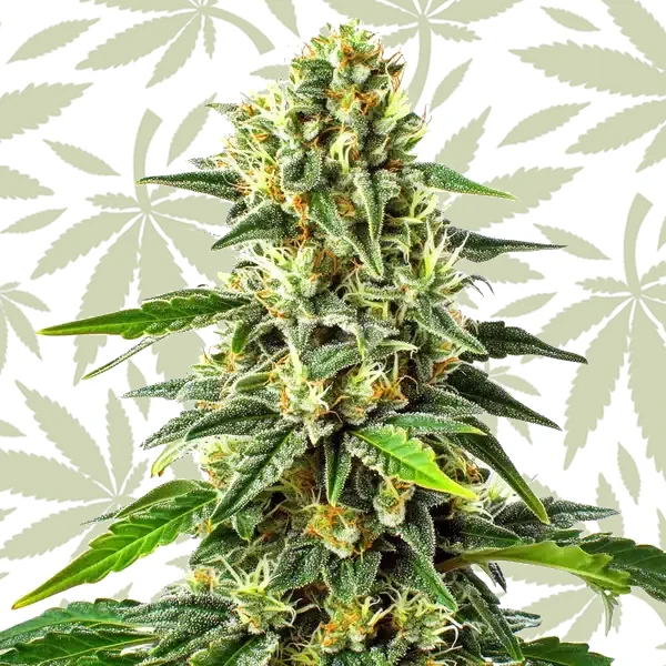 Green Crack x Somango cannabis strain plant