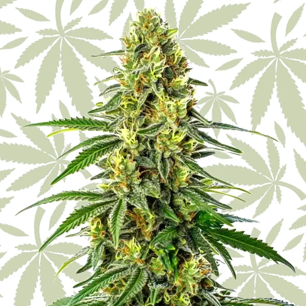 Green Crack x Super Silver Haze cannabis strain plant