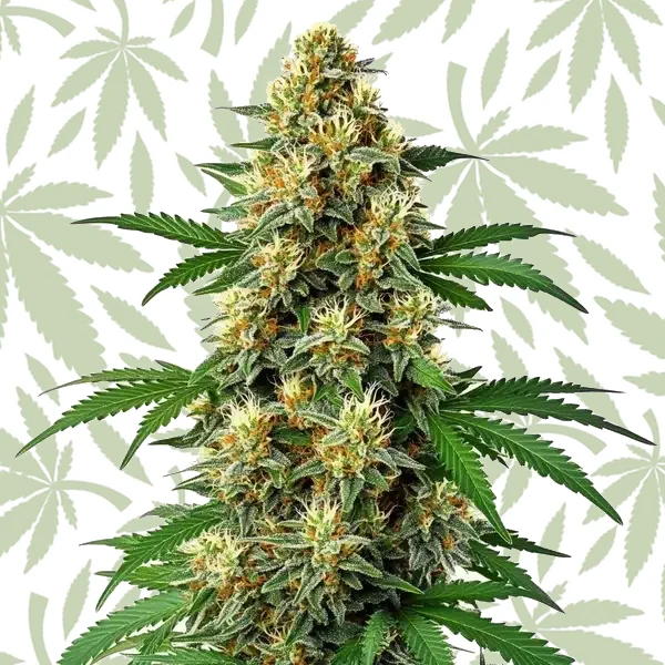 Green Poison Auto F1 cannabis strain plant