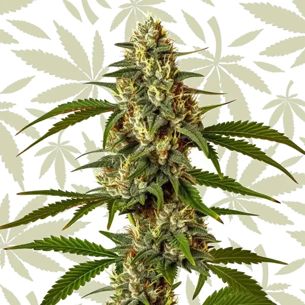 Green Poison cannabis strain plant