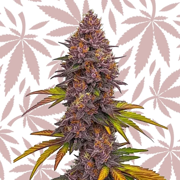 Grizzly Purple Auto cannabis strain plant