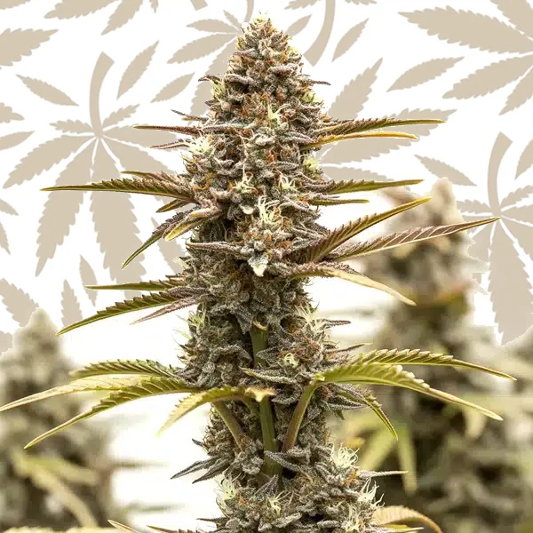 Grizzly Purple Kush cannabis strain plant
