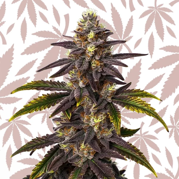 Gruntz cannabis strain plant