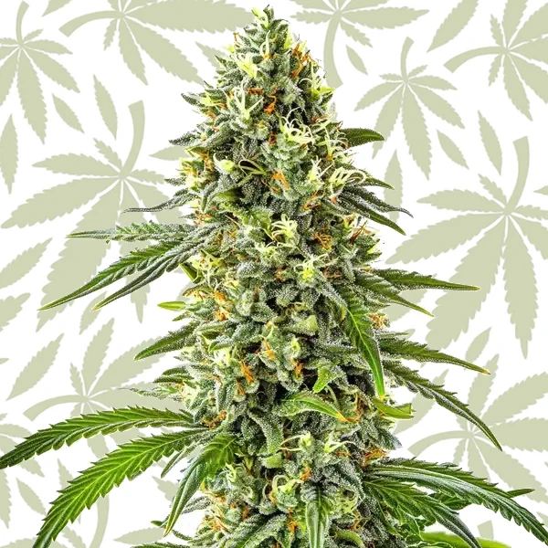 Guanabana cannabis strain plant