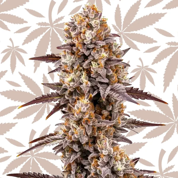 Gumbo cannabis strain plant