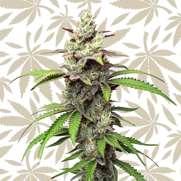 Gush Mints cannabis strain plant