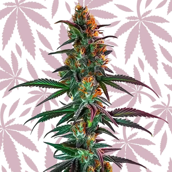 Gush Mintz x Honey Drop cannabis strain plant
