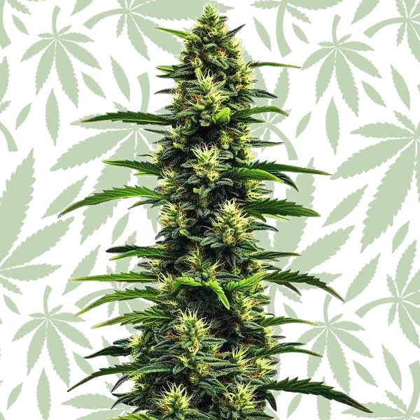 Gushers cannabis strain plant