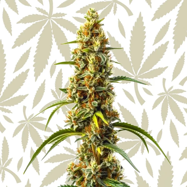Harlequin Kimbo Kush Fast Version CBD cannabis strain plant