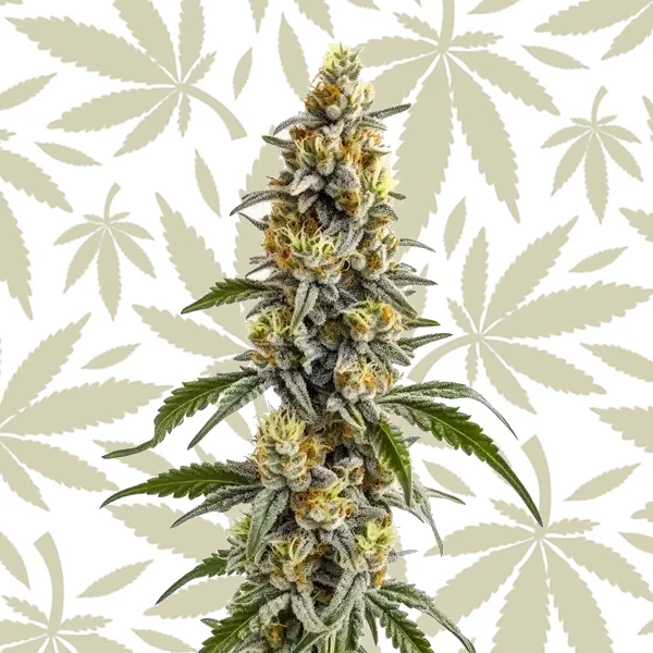 Harlequin x Bubba Kush Regular cannabis strain plant