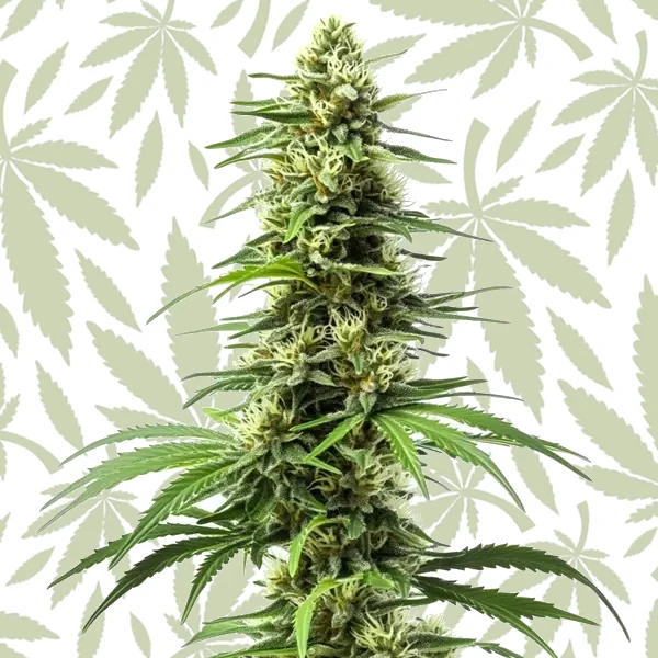 Harlequin cannabis strain plant