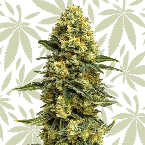 Hash Burger cannabis strain plant