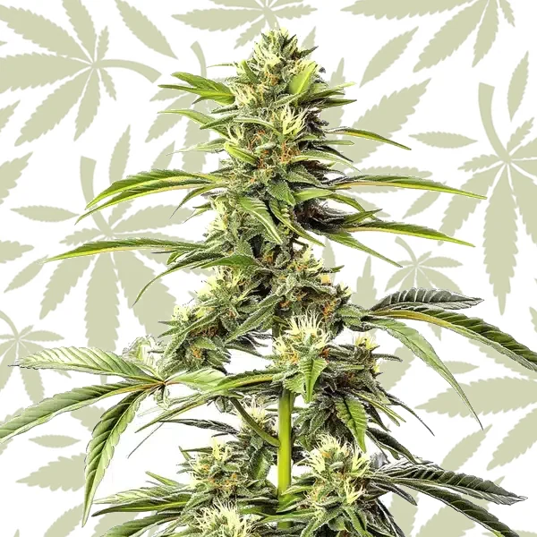 Hash Passion Regular cannabis strain plant