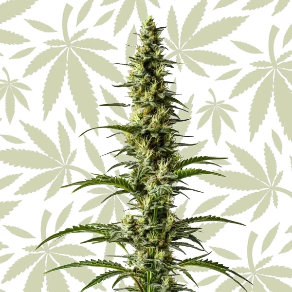 Hawaii x Purple Skunk Regular cannabis strain plant