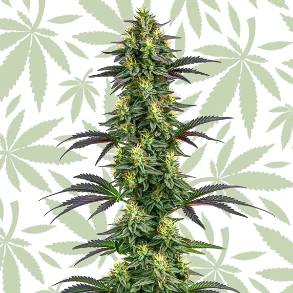 Hawaii x Purple Skunk cannabis strain plant