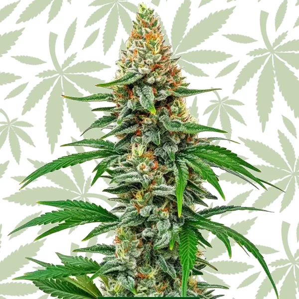 Hawaiian Snow cannabis strain plant