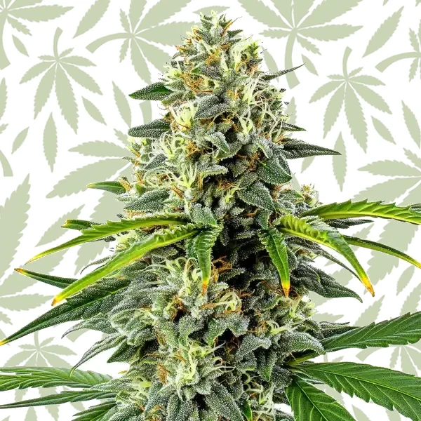 Haze Autoflower cannabis strain plant