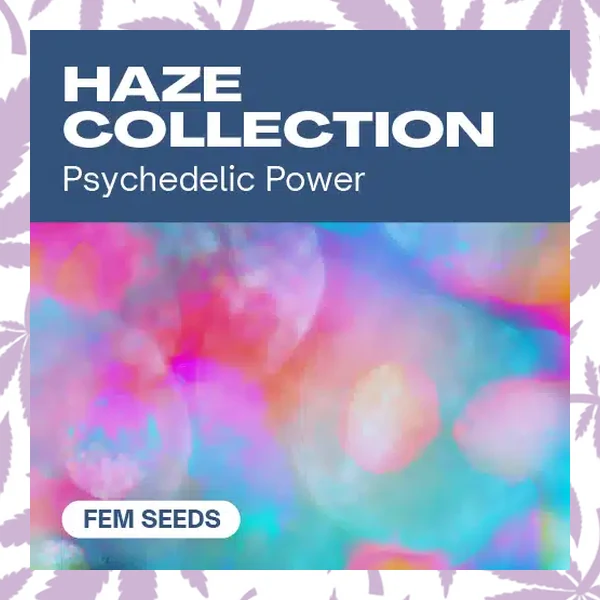 Haze Collection cannabis strain plant