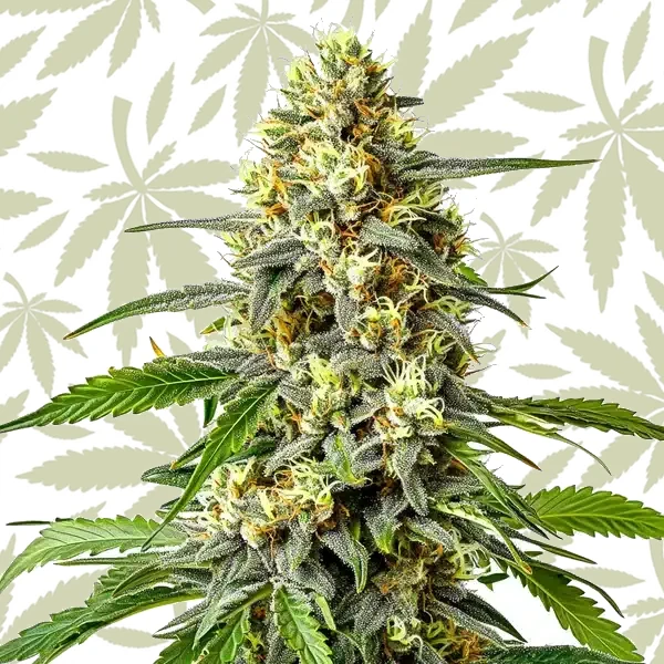 Haze XL Auto cannabis strain plant