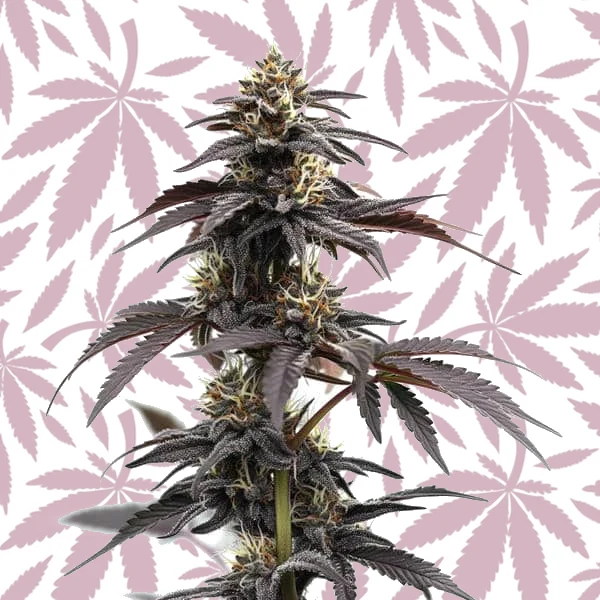 Headband Autoflower cannabis strain plant