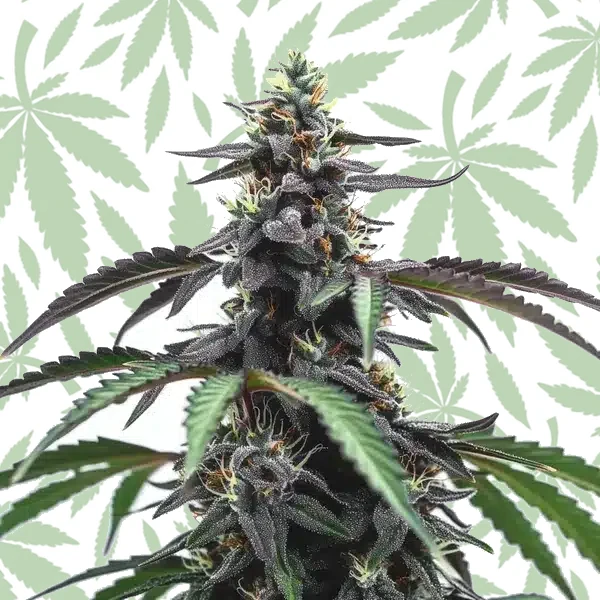 Head Band cannabis strain plant
