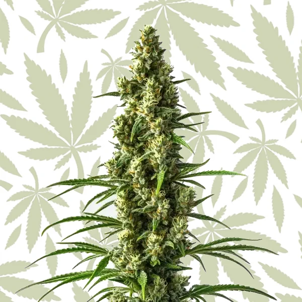 Hektol cannabis strain plant