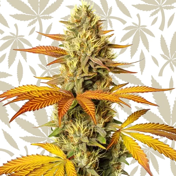Hellfire Fast Version cannabis strain plant