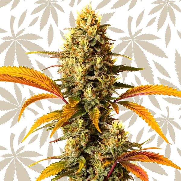 Hellfire OG Auto cannabis strain plant